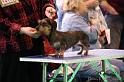 Crufts2011_2 597